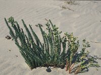 Euphorbia paralias 62, Zeewolfsmelk, Saxifraga-Jan van der Straaten