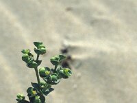 Euphorbia paralias 64, Zeewolfsmelk, Saxifraga-Jan van der Straaten