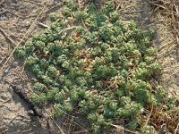 Euphorbia peplus 1, Tuinwolfsmelk, Saxifraga-Jasenka Topic