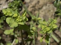 Euphorbia peplus 10, Tuinwolfsmelk, Saxifraga-Willem van Kruijsbergen