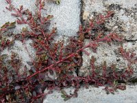 Euphorbia peplus 11, Tuinwolfsmelk, Saxifraga-Ed Stikvoort