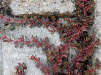 Euphorbia peplus 13, Tuinwolfsmelk, Saxifraga-Ed Stikvoort