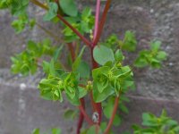 Euphorbia peplus 7, Tuinwolfsmelk, Saxifraga-Ed Stikvoort