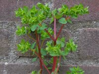 Euphorbia peplus 9, Tuinwolfsmelk, Saxifraga-Ed Stikvoort