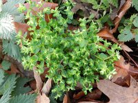 Euphorbia peplus 4, Tuinwolfsmelk, Saxifraga-Rutger Barendse