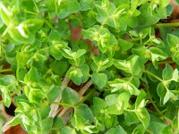 Euphorbia peplus 5, Tuinwolfsmelk, Saxifraga-Rutger Barendse