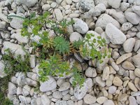 Euphorbia pinnea 1, Saxifraga-Jasenka Topic