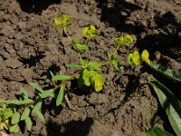 Euphorbia platyphyllos 23, Brede wolfsmelk, Saxifraga-Ed Stikvoort