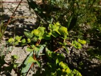 Euphorbia platyphyllos 24, Brede wolfsmelk, Saxifraga-Ed Stikvoort