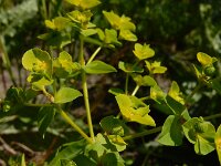 Euphorbia platyphyllos 27, Brede wolfsmelk, Saxifraga-Ed Stikvoort
