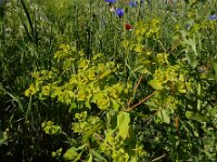 Euphorbia platyphyllos 9, Brede wolfsmelk, Saxifraga-Ed Stikvoort
