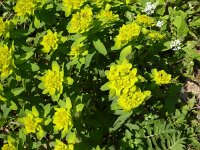 Euphorbia polychroma 3, Saxifraga-Jasenka Topic