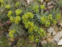 Euphorbia portlandica 3, Saxifraga-Willem van Kruijsbergen
