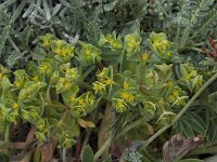 Euphorbia portlandica 5, Saxifraga-Willem van Kruijsbergen