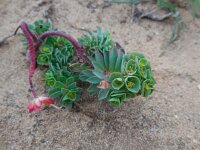 Euphorbia portlandica 7, Saxifraga-Ed Stikvoort