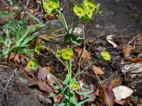 Euphorbia segetalis 3, Saxifraga-Ed Stikvoort