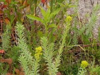Euphorbia seguieriana 10, Zandwolfsmelk, Saxifraga-Ed Stikvoort