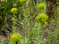 Euphorbia seguieriana 12, Zandwolfsmelk, Saxifraga-Ed Stikvoort