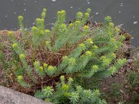 Euphorbia seguieriana 13, Zandwolfsmelk, Saxifraga-Ed Stikvoort