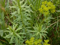 Euphorbia seguieriana 14, Zandwolfsmelk, Saxifraga-Ed Stikvoort