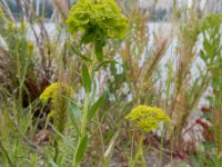 Euphorbia seguieriana 15, Zandwolfsmelk, Saxifraga-Ed Stikvoort