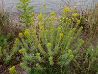 Euphorbia seguieriana 16, Zandwolfsmelk, Saxifraga-Ed Stikvoort