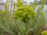 Euphorbia seguieriana 17, Zandwolfsmelk, Saxifraga-Ed Stikvoort