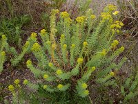 Euphorbia seguieriana 18, Zandwolfsmelk, Saxifraga-Ed Stikvoort