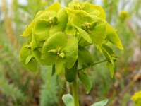 Euphorbia seguieriana 19, Zandwolfsmelk, Saxifraga-Ed Stikvoort