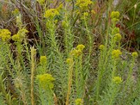 Euphorbia seguieriana 20, Zandwolfsmelk, Saxifraga-Ed Stikvoort