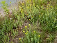 Euphorbia seguieriana 21, Zandwolfsmelk, Saxifraga-Ed Stikvoort