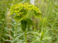 Euphorbia seguieriana 22, Zandwolfsmelk, Saxifraga-Ed Stikvoort