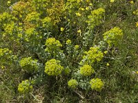 Euphorbia seguieriana 3, Zandwolfsmelk, Saxifraga-Jan van der Straaten