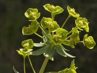Euphorbia seguieriana 5, Zandwolfsmelk, Saxifraga-Jan van der Straaten