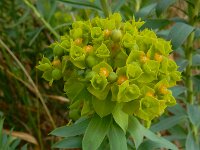Euphorbia seguieriana 9, Zandwolfsmelk, Saxifraga-Ed Stikvoort