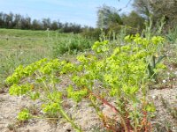 Euphorbia seguieriana 9, Zandwolfsmelk, Saxifraga-Rutger Barendse