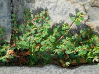 Euphorbia serpens 1, Gladde wolfsmelk, Saxifraga-Ed Stikvoort