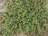Euphorbia serpens 12, Gladde wolfsmelk, Saxifraga-Ed Stikvoort