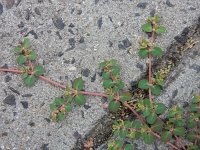 Euphorbia serpens 13, Gladde wolfsmelk, Saxifraga-Ed Stikvoort