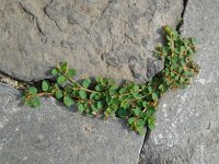 Euphorbia serpens 3, Gladde wolfsmelk, Saxifraga-Ed Stikvoort