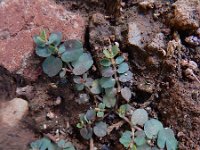 Euphorbia serpens 8, Gladde wolfsmelk, Saxifraga-Ed Stikvoort