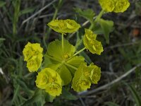Euphorbia serrata 2, Saxifraga-Willem van Kruijsbergen