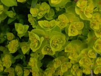 Euphorbia serrata 20, Saxifraga-Peter Meininger
