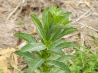Euphorbia serrata 22, Saxifraga-Rutger Barendse
