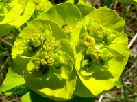 Euphorbia serrata 26, Saxifraga-Hans Grotenhuis