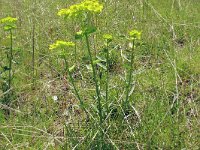 Euphorbia serrata 27, Saxifraga-Hans Grotenhuis
