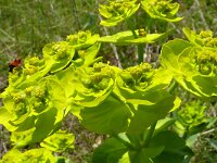 Euphorbia serrata 28, Saxifraga-Hans Grotenhuis