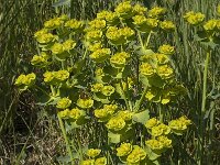 Euphorbia serrata 5, Saxifraga-Willem van Kruijsbergen