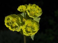 Euphorbia serrata 6, Saxifraga-Willem van Kruijsbergen