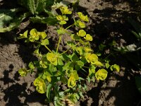 Euphorbia stricta 11, Stijve wolfsmelk, Saxifraga-Ed Stikvoort